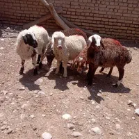 بره کوچک