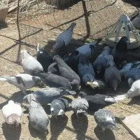 کبوتر|پرنده|یزدان شهر, |دیوار