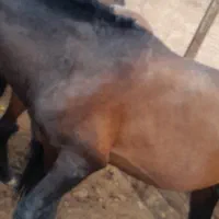 خرید فروش اسب پالونی تعداد ۶دنگ
