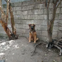 سگ ژرمن نر مناسب نگهبانی