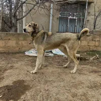 توله پژدر عراقی