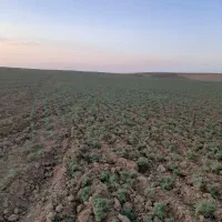 کارگرنخود چیدن