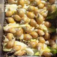 فروش حلزون درمانی