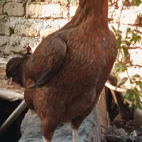 مرغ دورگ ریش