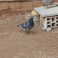 ۵ عدد کفتر زیر سیمی