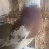 کبوتر هما