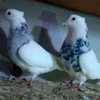 یک جفت الماسی