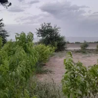 باغچه