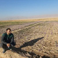 پیاز زعفران گلدهی بالا فاروج و قوچان