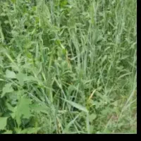 علف یونجه فروشی خشک و تر