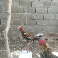 خروس محلی ولاری