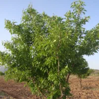 فروش-باغ-هفت-برم