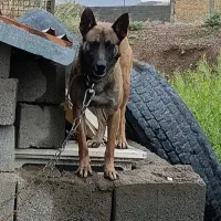 سگ مالی نیوز