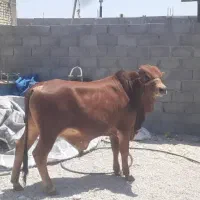 گوساله نر