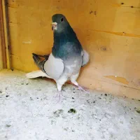 کفتر کبوتر خرقه