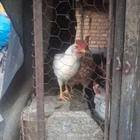خروس گلین. سفید طوسی