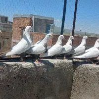دمسیاه دم سرکه ای