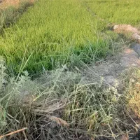 چلتویک آماده نشا