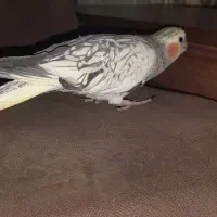 پرنده|حیوانات|رامهرمز, |دیوار