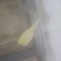 عروس هلندی