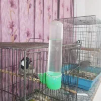 قفس پرنده