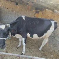 گاو ماده شیرده نژاد هلشتاین