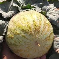 قندک|خوردنی و آشامیدنی|هیرمند, |دیوار