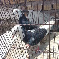 کفتر پرشی ابلغ طوقی