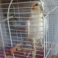 عروس هلندی ماده با قفس