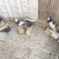 معاوضه با کفتر ببهونی
