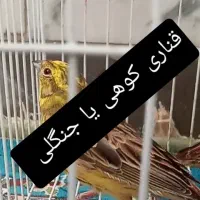 پرنده قناری