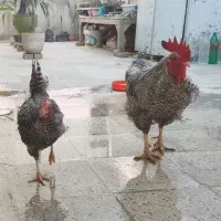 تخم نطفه‌دار پلیموت راک