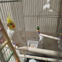 عروس هلندی نر با قفس و وسایل