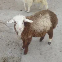 بره نر قوچی