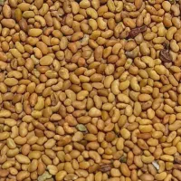 بذر یونجه همدانی
