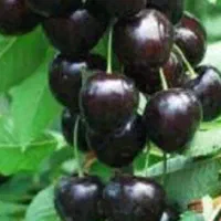 فروش نهال میوه با کیفیت با قیمت اقتصادی