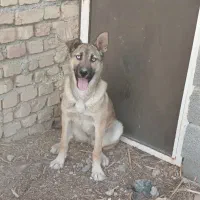 سگ ...