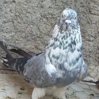 کبوتر دوکت و ا صفهانی کشیده و سنجابی ابلغ وشازده