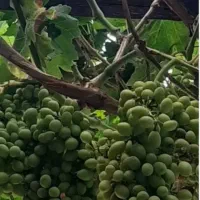 غوره فرخی درجه ۲ درشت وآبدار  فقط کلی تا۳تن موجوده
