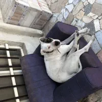 واگذاری سگ دوگو ارژانتینو با کمترین قیمت