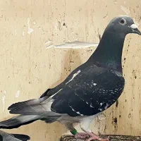 کبوتر پرنده پلاکی مسافتی