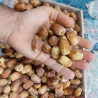 فروش خرمای زاهدی(قصب)