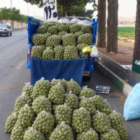 گردو تازه