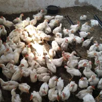 جوجه مرغ گوشتی سفید