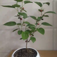 انواع بنسای گل کاکتوس