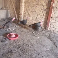 بوقلمون برنز