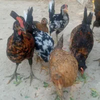 خروس