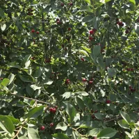 فروش باغ ۱۰۰۰ و ۵۰۰ متری نقد و اقساط