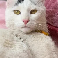 واگذاری گربه خانگی تربیت شده