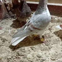 کبوترفروشی|پرنده|قزوین, |دیوار